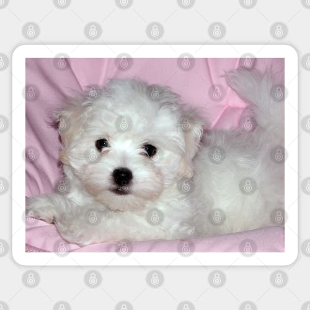 photo puppy pretty in pink Sticker by mystudiocreate